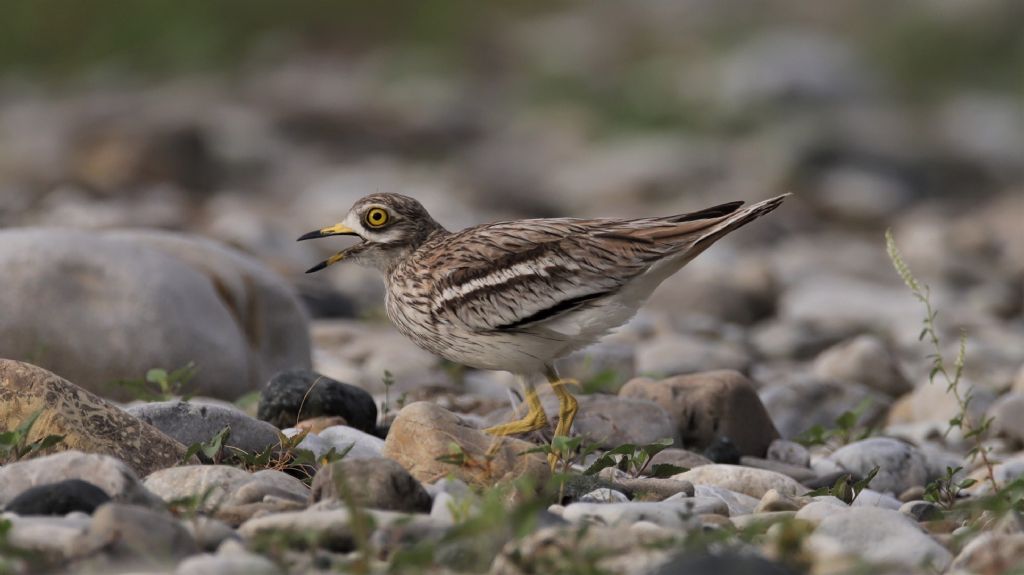 Occhioni e la legge della natura